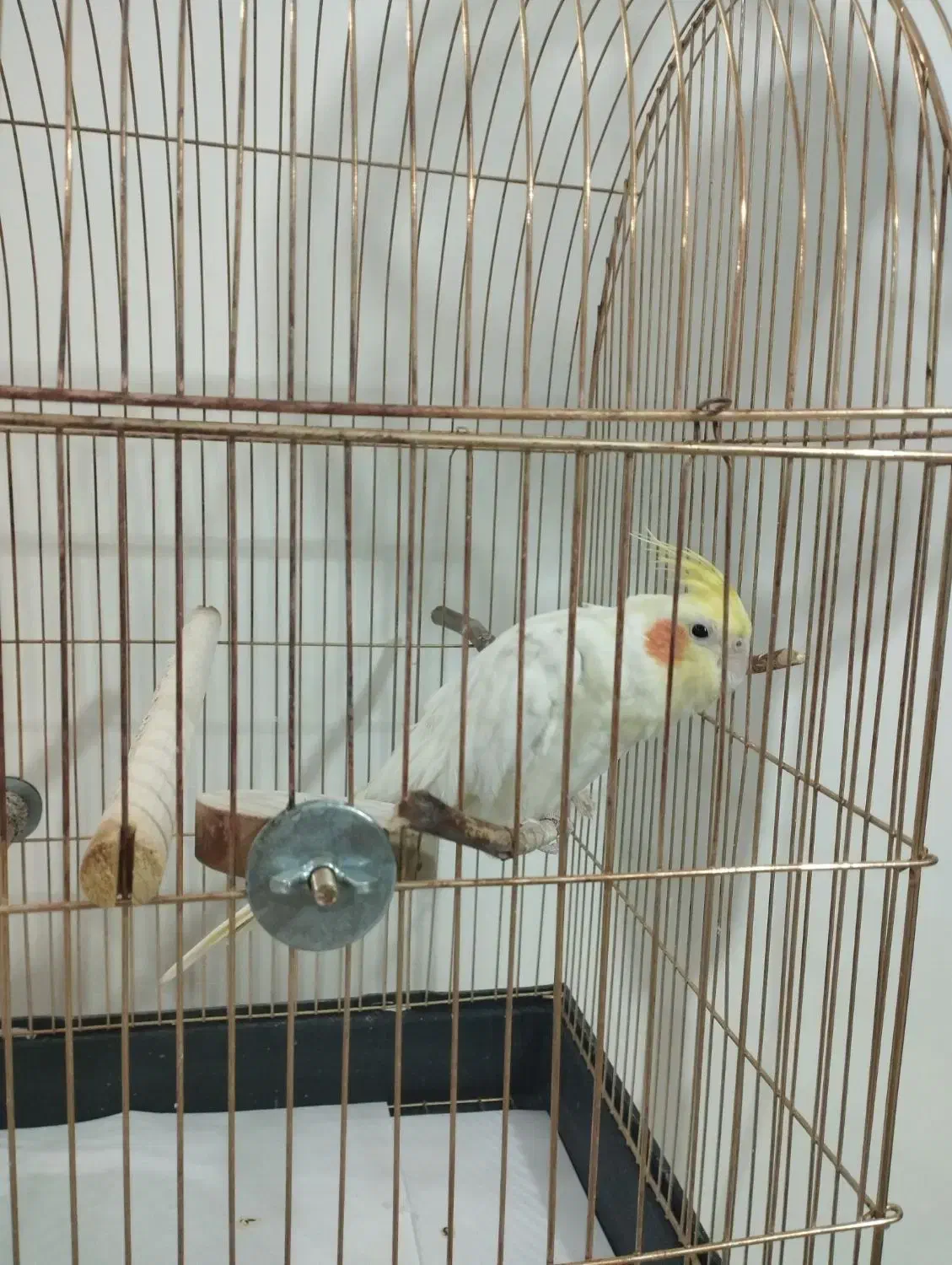 عروس هلندی سخنگو|پرنده|کرمانشاه, |دیوار