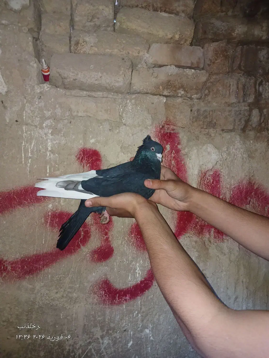 کبوتر رنگه|پرنده|سیدآباد, |دیوار