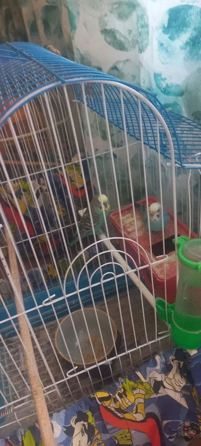 یک جفت مرغ عشق|پرنده|قم, قلعه یزدیها|دیوار