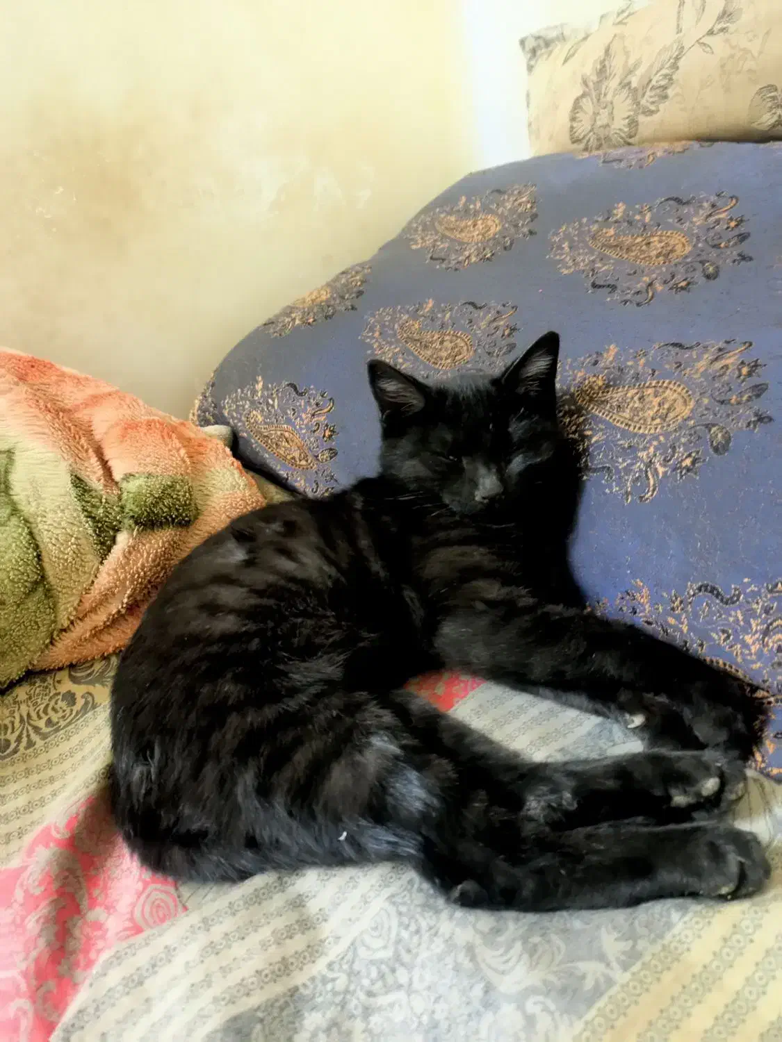 گربه سیاه خیلی آرام یک سالش نیست هنوز|گربه|همدان, |دیوار