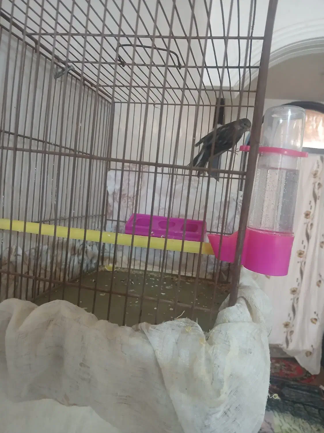 جوجه قناری نر|پرنده|خمینی‌شهر, |دیوار