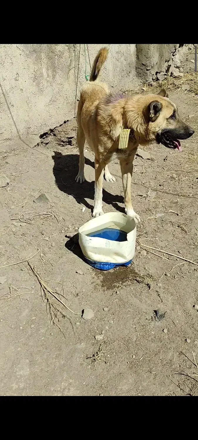 واگذاری سگ گله و نگهبان|سگ|عنبران, |دیوار