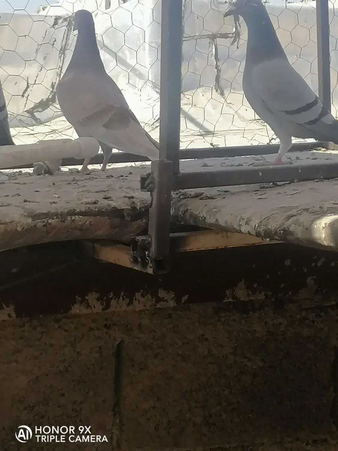 کبوتر|پرنده|کوه چنار, |دیوار