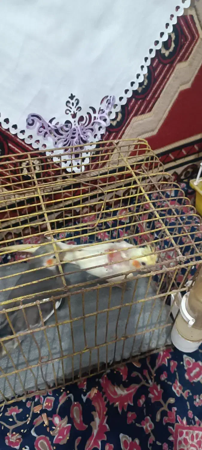 عروس هلندی جوان|پرنده|لاهیجان, جمهوری|دیوار