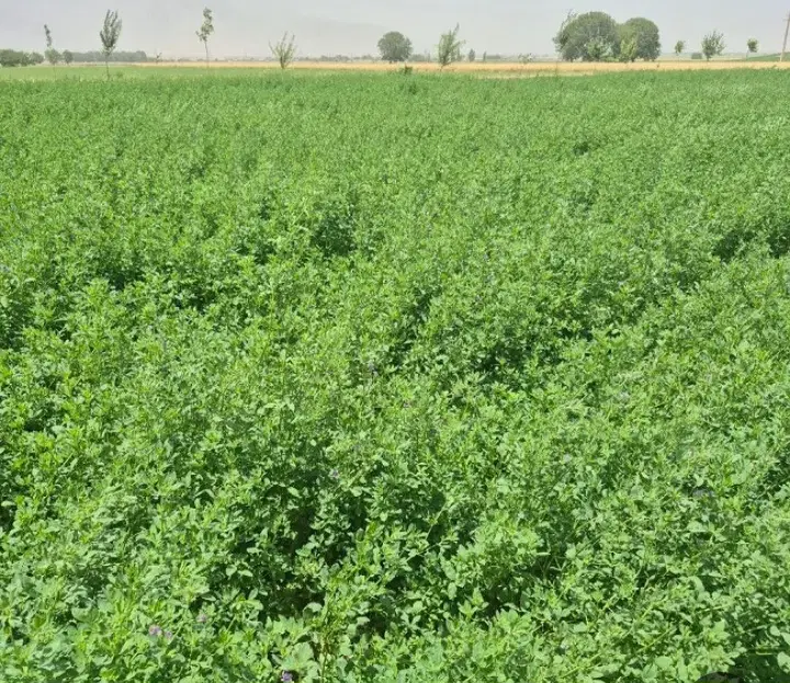 یونجه|لوازم جانبی حیوانات|ازنا, |دیوار