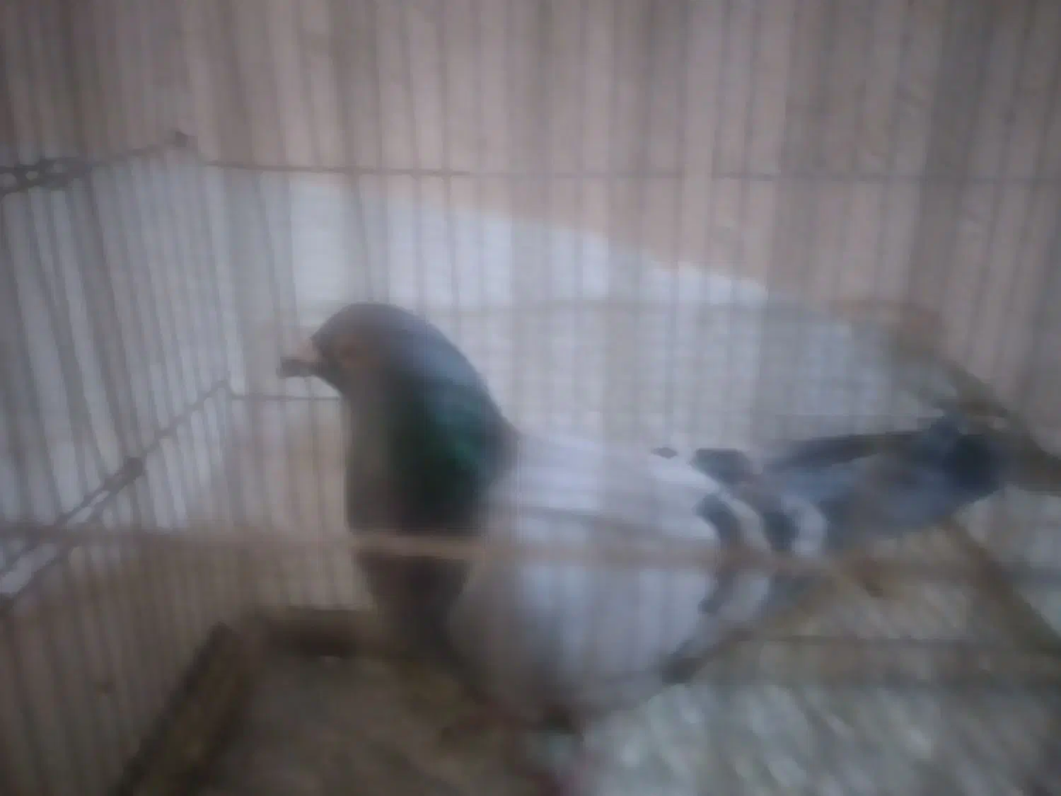 کبوتر،کفتر،پرنده نره،پلاکی|پرنده|فولادشهر, C4|دیوار