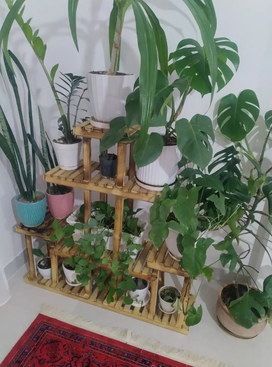 استند گل|گل و گیاه طبیعی|محمدیه-قزوین, |دیوار