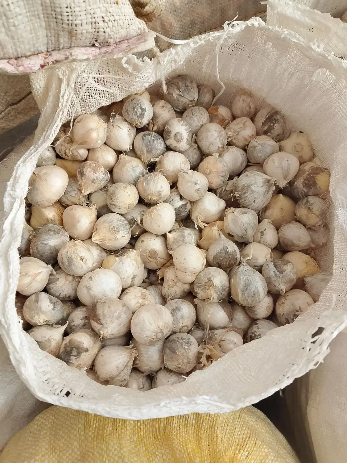 موسیر کوهی اسنم|خوردنی و آشامیدنی|سقز, |دیوار