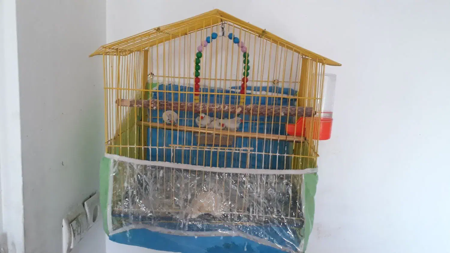 فنچ فروشی|پرنده|مشهد, گاز|دیوار