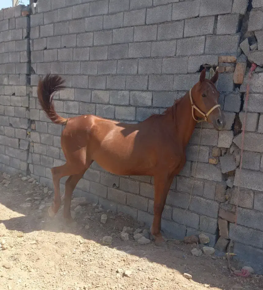 عرب ایرانی اصیل|اسب و تجهیزات اسب‌سواری|اراک, |دیوار