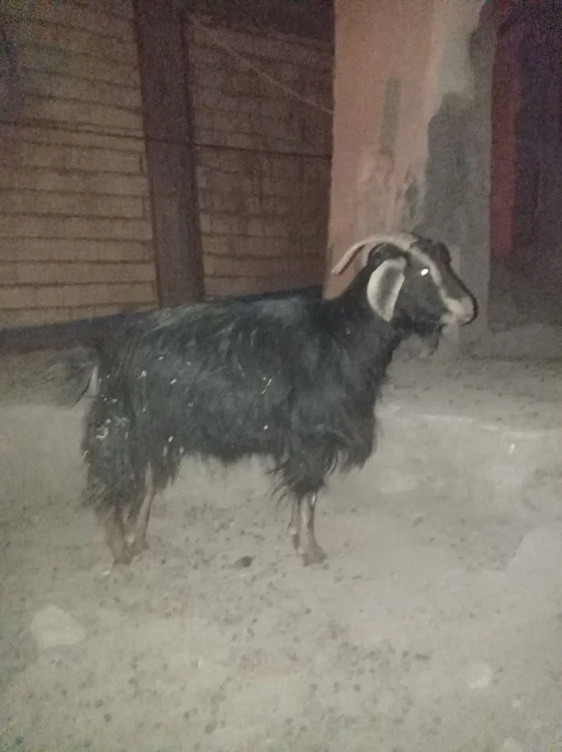 یک عدد بره ویک بز .هر دو باهم ۲۲میلیون میدم|حیوانات مزرعه|چاراویماق, |دیوار