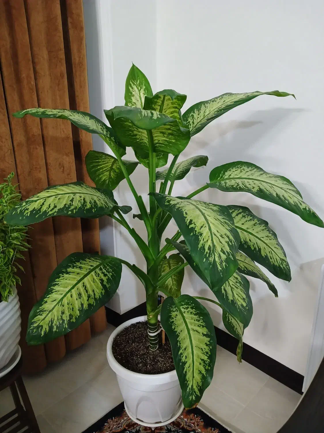 گل دیفن باخیا|گل و گیاه طبیعی|رباط‌کریم, رباط‌کریم|دیوار