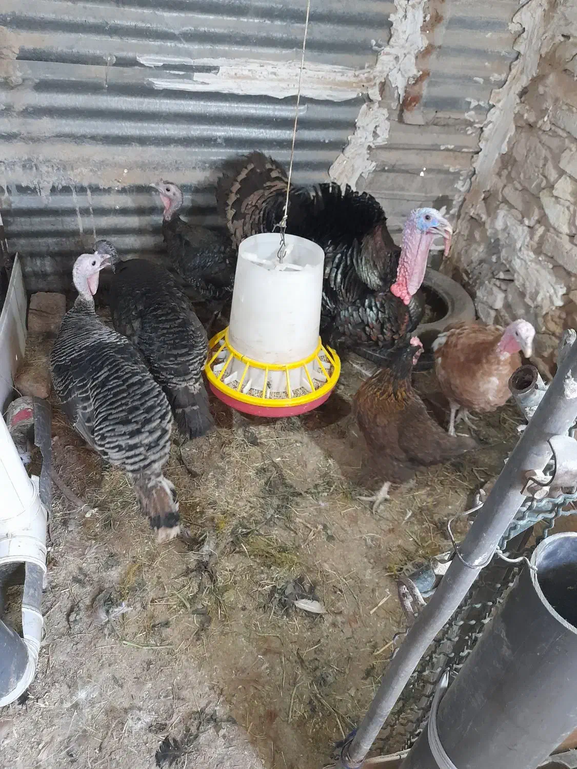 تخم بوقلمون سالم وبه شرط نطفه|حیوانات مزرعه|دزفول, |دیوار