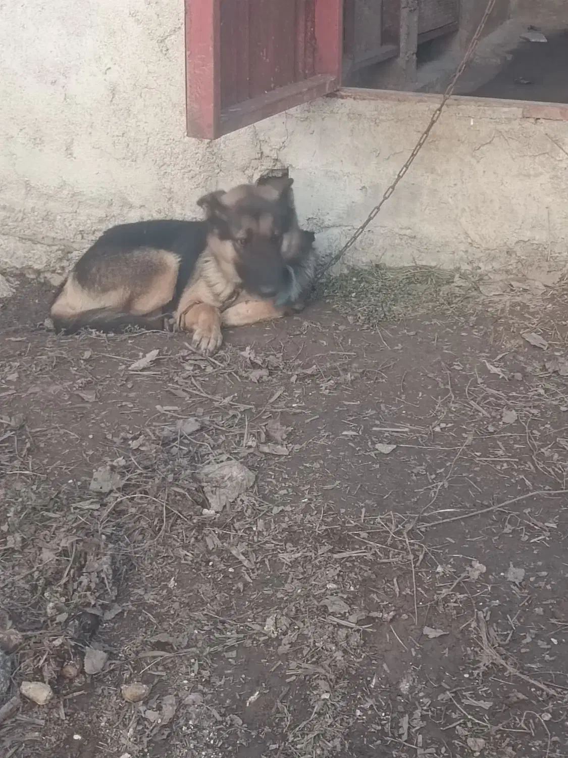 سگ ژرمن|سگ|قائمشهر, |دیوار