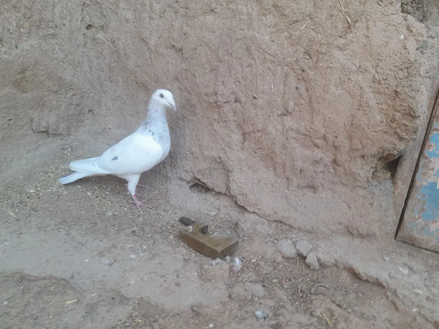 کفتر ماده|پرنده|نیشابور, مازول|دیوار