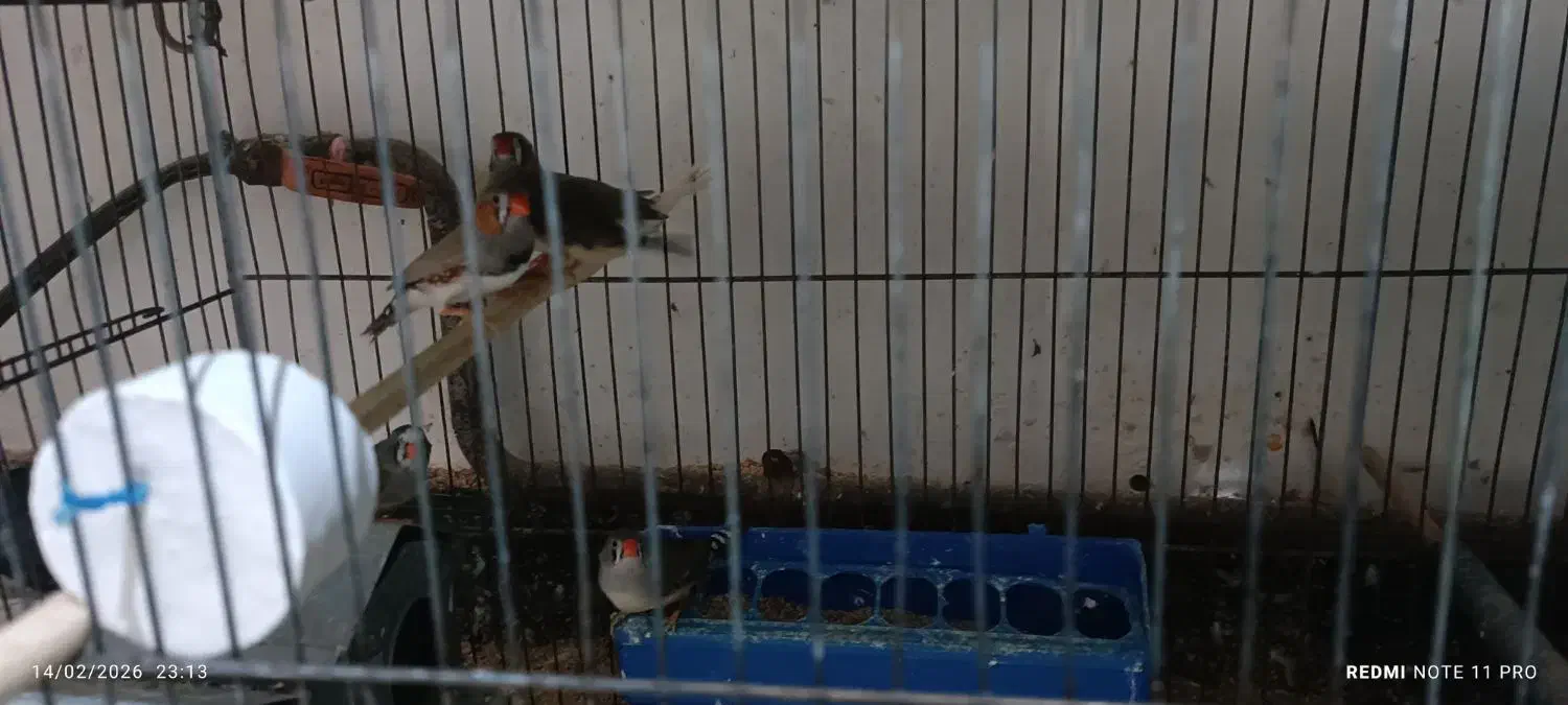 فنج مولد|پرنده|شاهین دژ, |دیوار