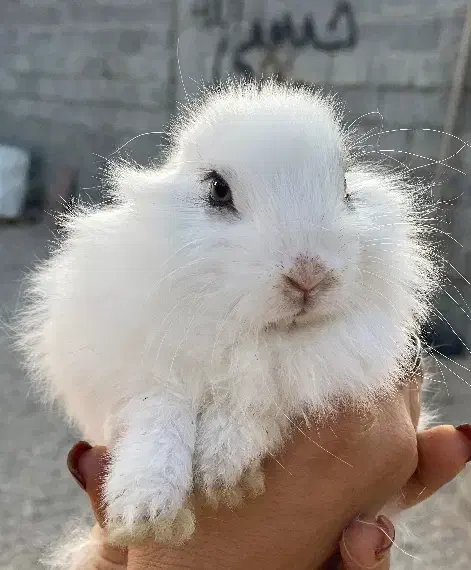 خرگوش اهلی|موش و خرگوش|برازجان, |دیوار