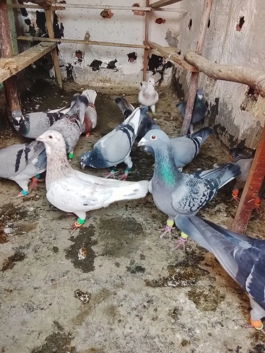 کبوتر|پرنده|گرگان, |دیوار