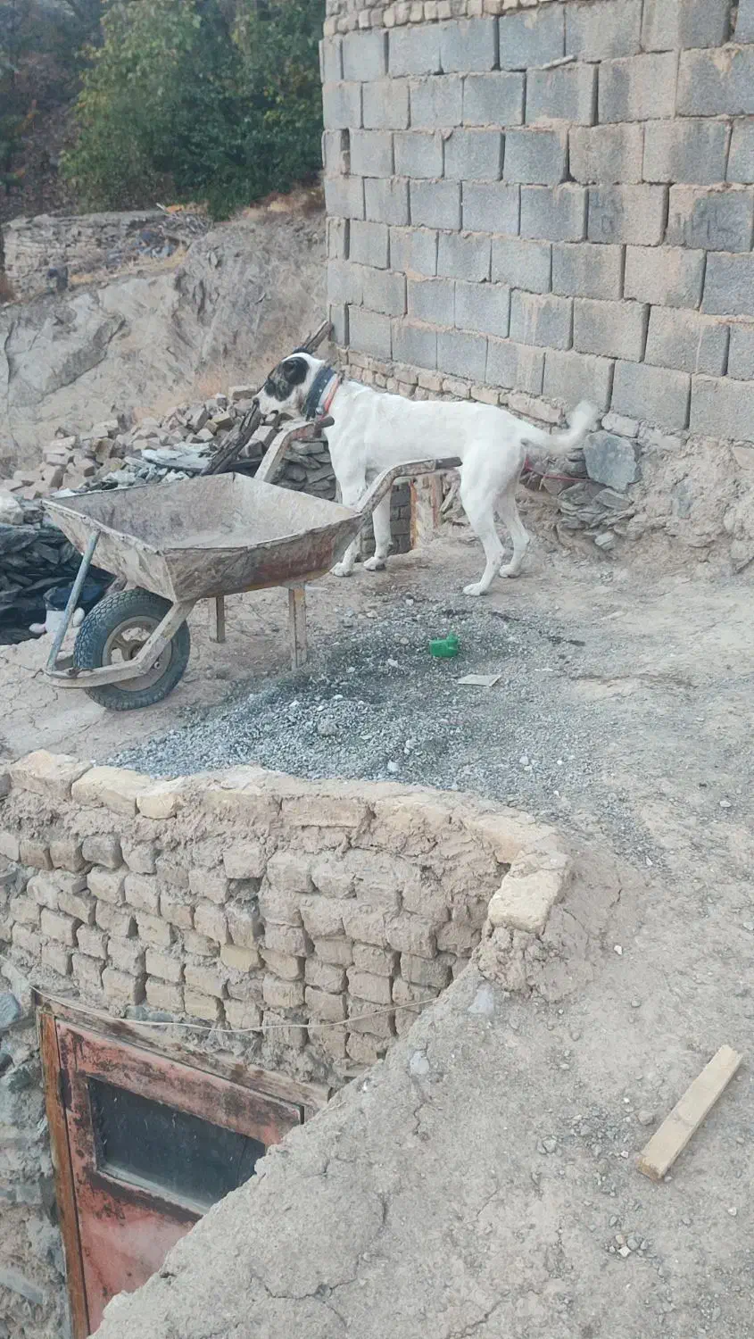 سگ نگهبان|سگ|گلمکان, |دیوار