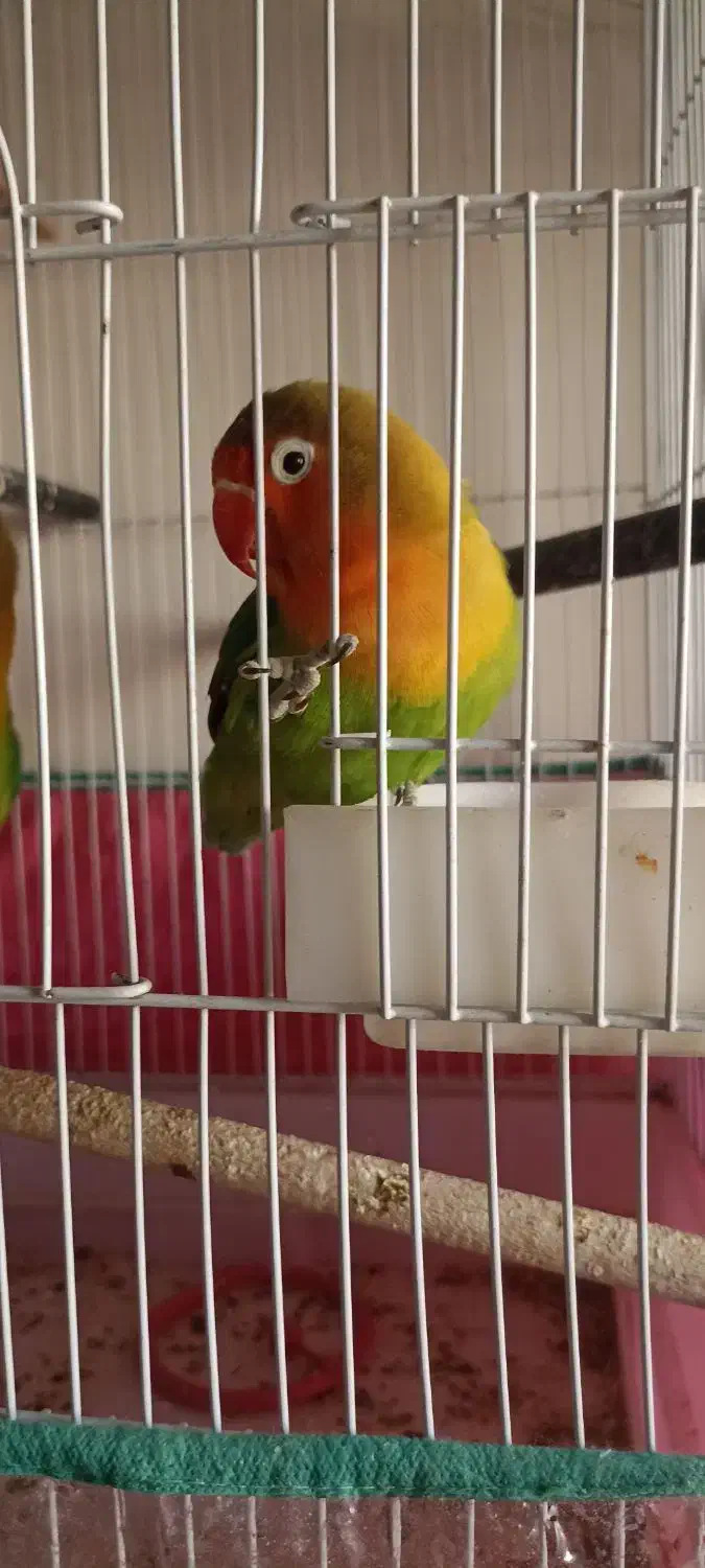 طوطی برزیلی|پرنده|شیراز, امام حسین|دیوار