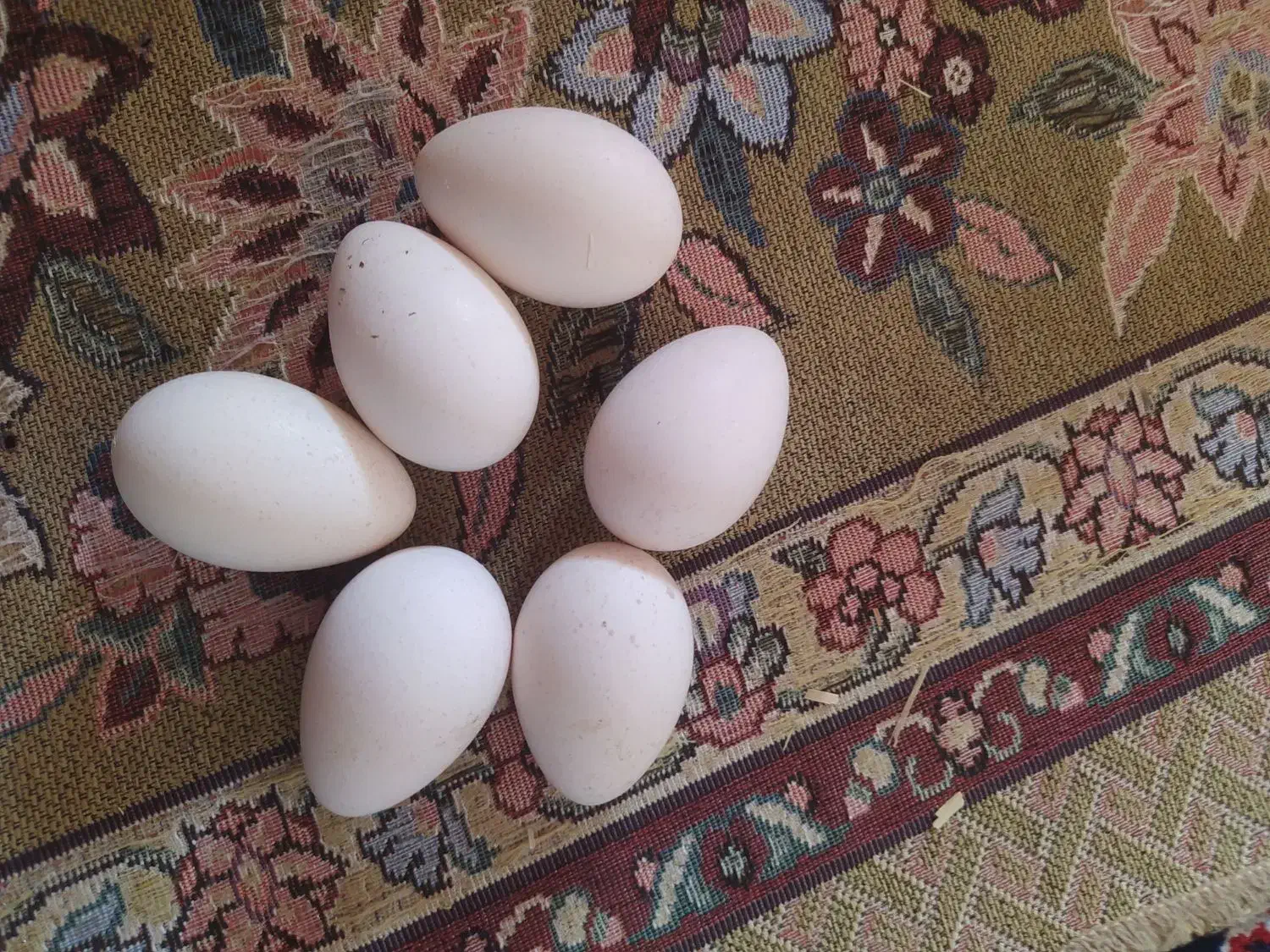 تخم بوقلمون|حیوانات مزرعه|اندیمشک, |دیوار