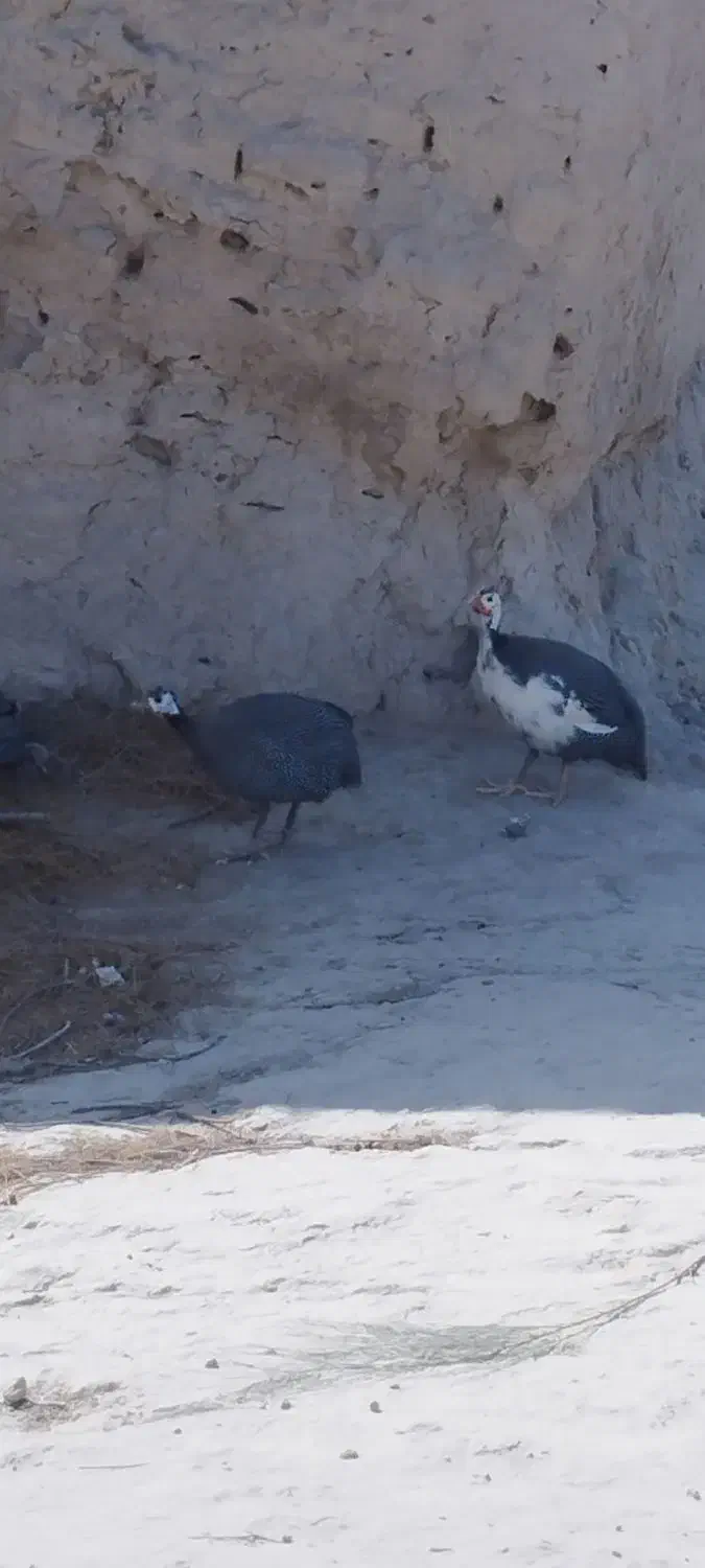 جفت شاخک|پرنده|نیمروز, |دیوار