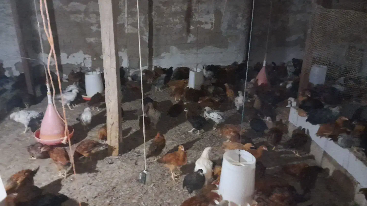 فروش نمچه مرغ و خروس محلی|حیوانات مزرعه|رودسر, |دیوار