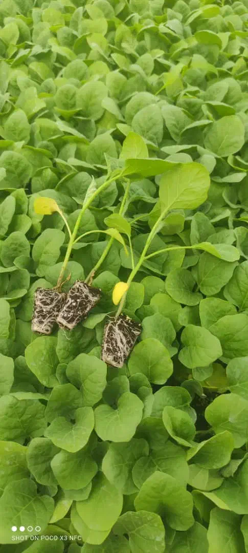 نشا گوجه بادمجان هندوانه ملون جانا و...|خدمات باغبانی و درختکاری|جیرفت, |دیوار