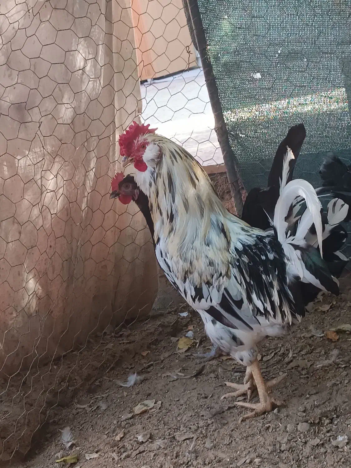 فروش یک عدد خروس|حیوانات مزرعه|آبپخش, |دیوار