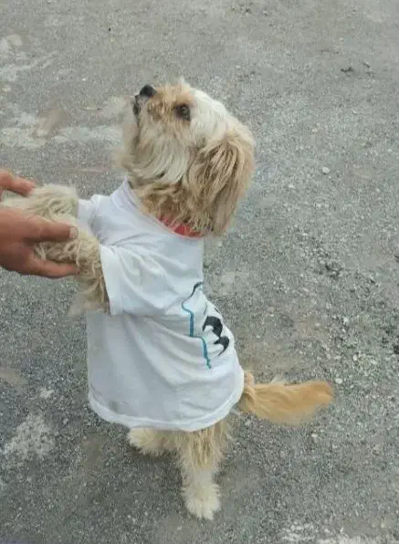 سگ شیتزو|سگ|سنندج, |دیوار