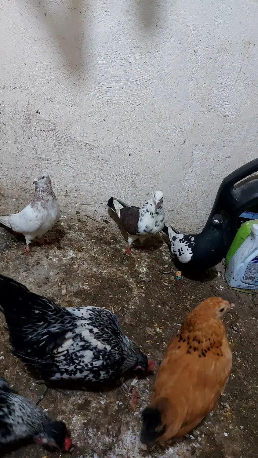 کبوتر|پرنده|ابهر, |دیوار