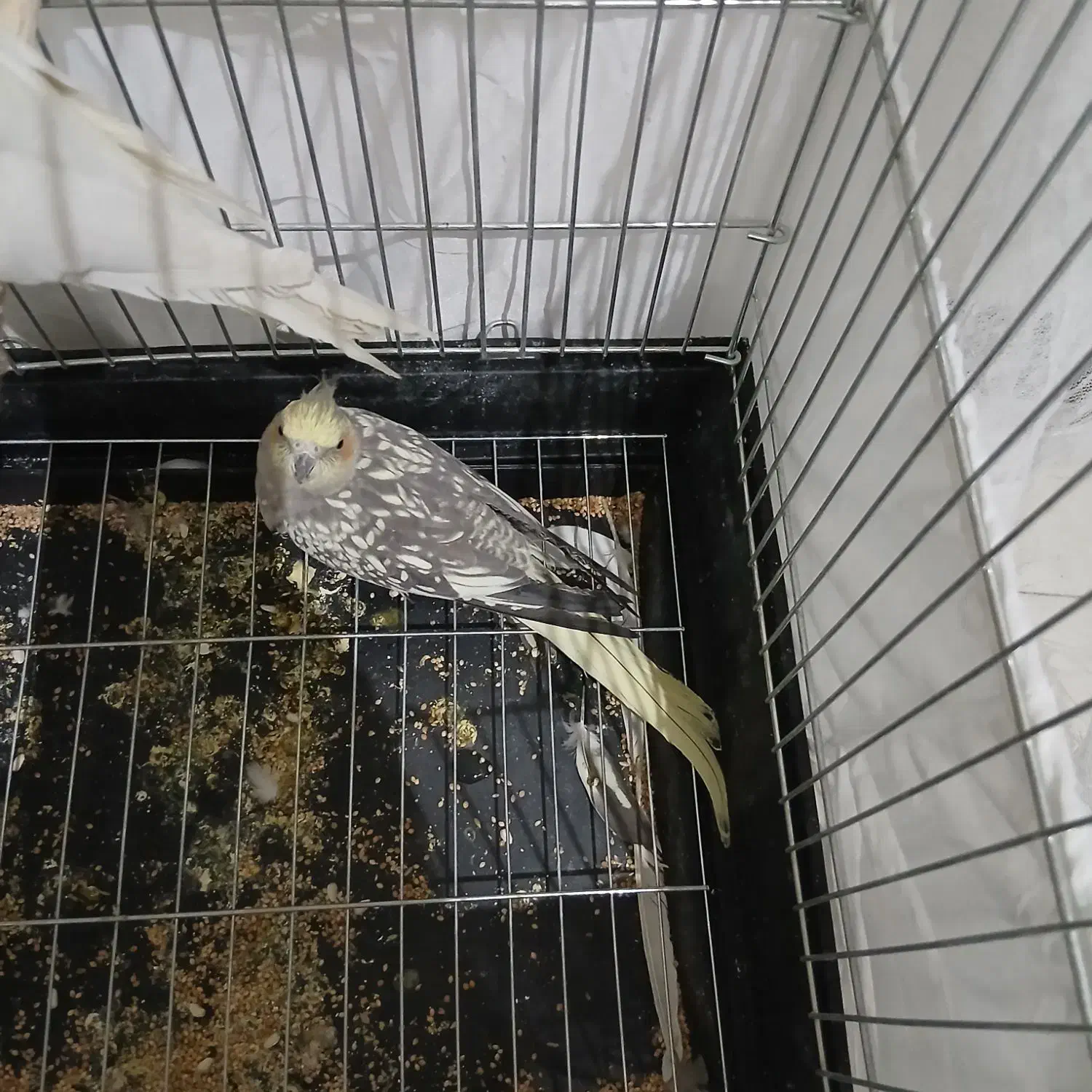 یک جفت عروس هلندی دستی|پرنده|تهران, جوادیه تهرانپارس|دیوار