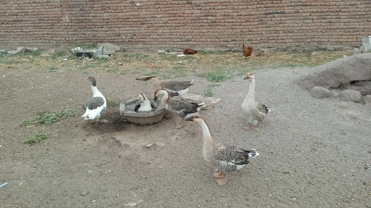 غاز|حیوانات مزرعه|اردبیل, |دیوار