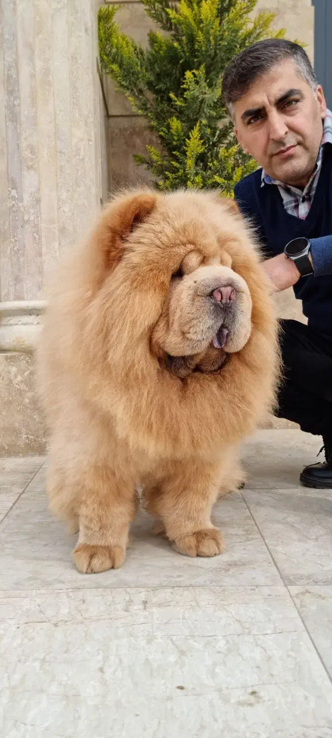 چاوچاو وارداتی جهت کشش|سگ|امیرکلا, |دیوار