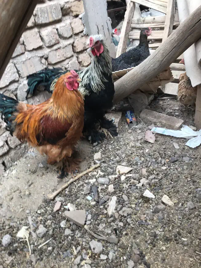 خروس محلی /برهما/بوقلمون|حیوانات مزرعه|رفسنجان, |دیوار