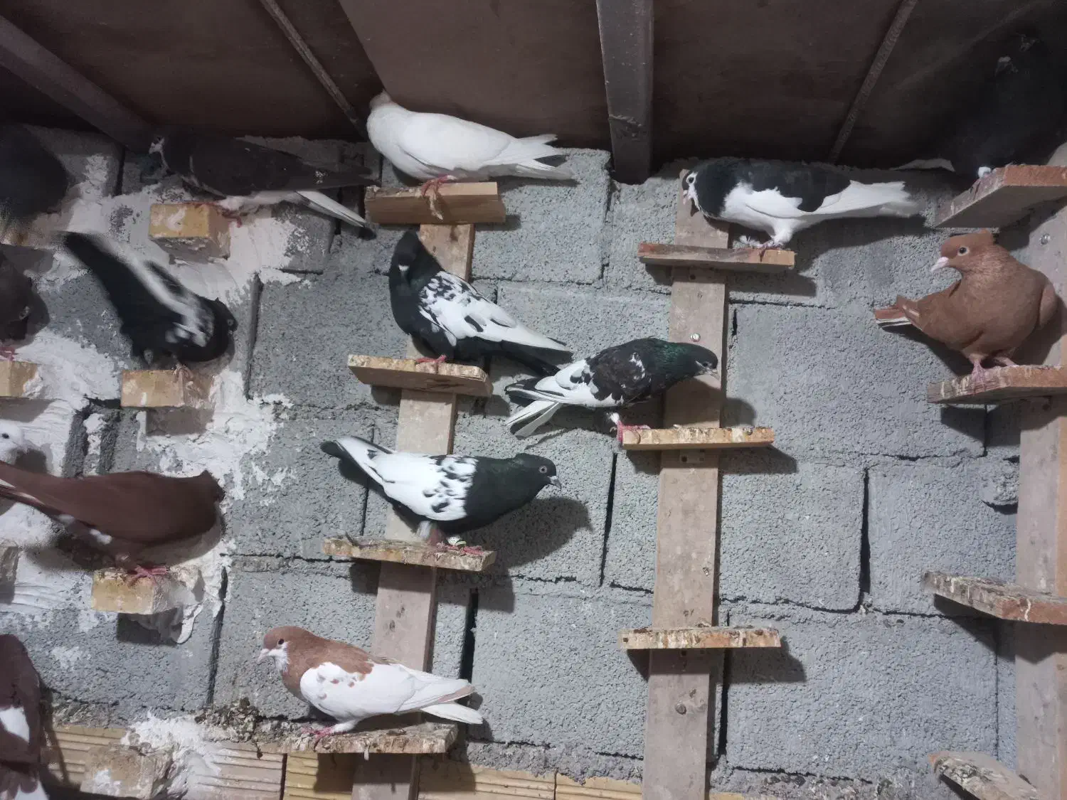 دسته کبوتر رنگی|پرنده|آبپخش, |دیوار