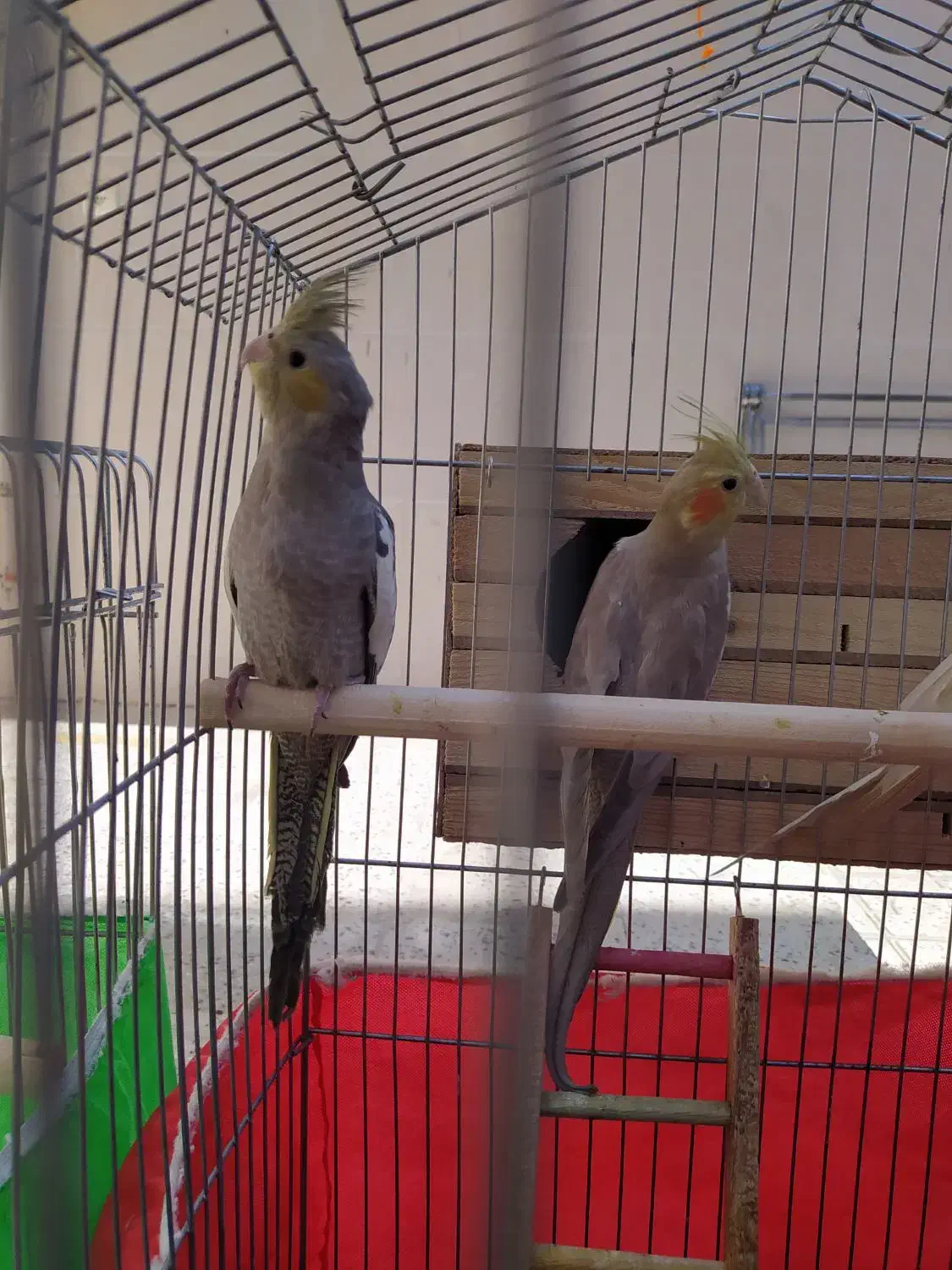 عروس هلندی|پرنده|الیگودرز, |دیوار