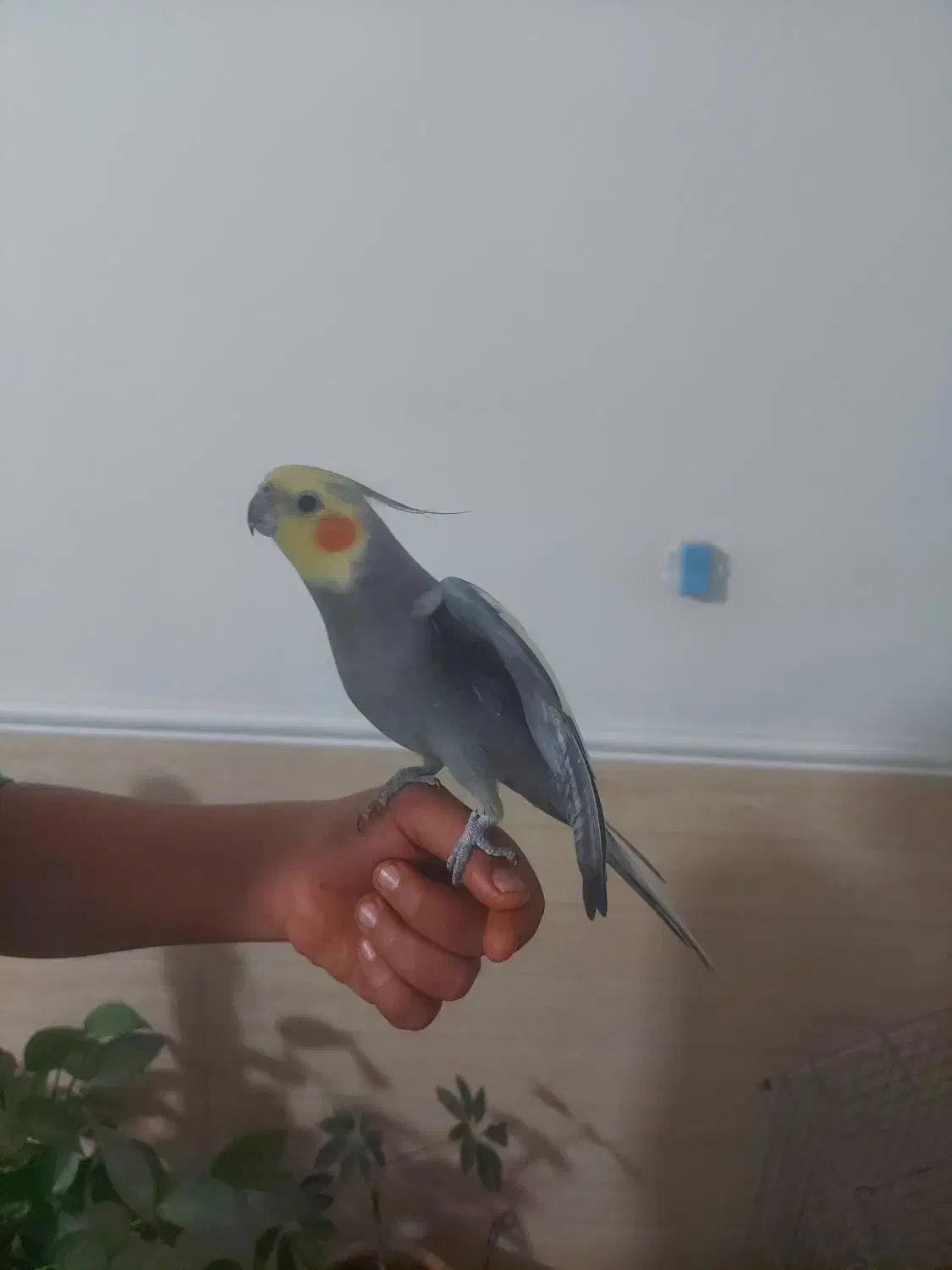 عروس هلندی نر بالغ سخنگو ۲۵۰۰|پرنده|شیراز, گلشن|دیوار