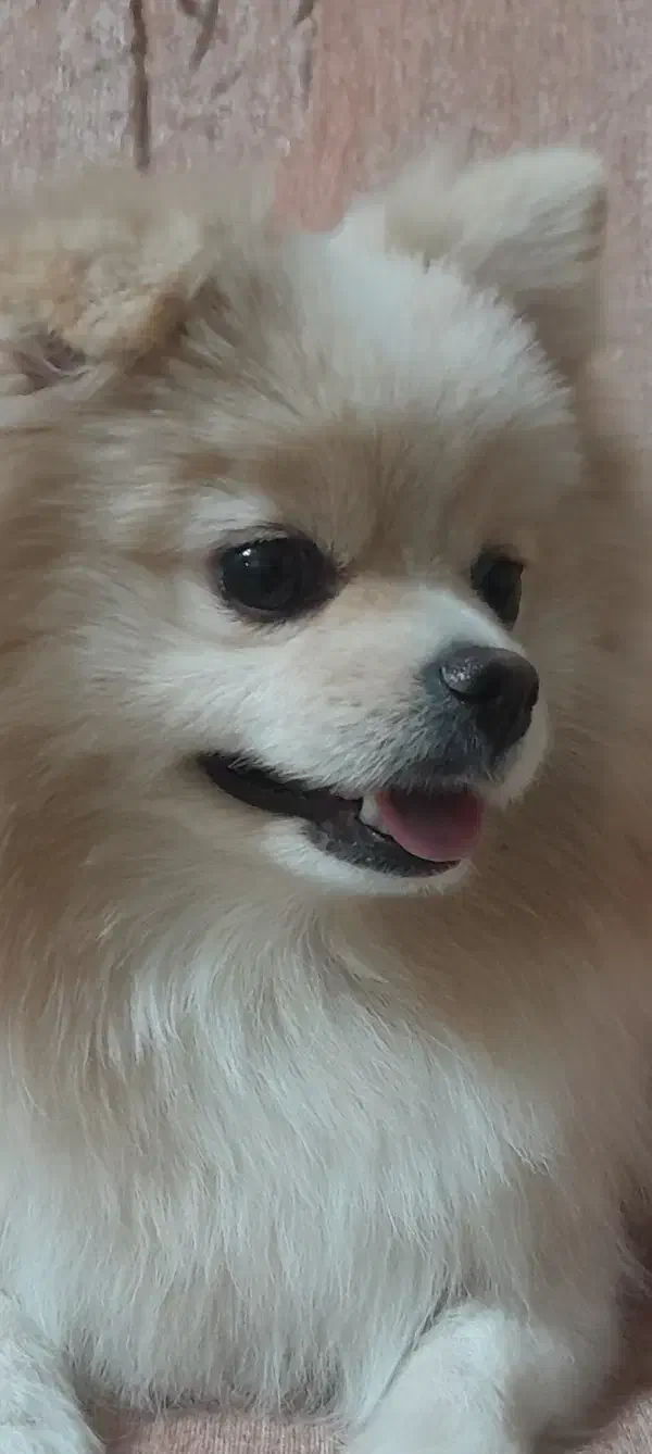 پامرین خرسی عروسکی ماده با شناسنامه بسیار زیبا|سگ|تهران, دهقان|دیوار