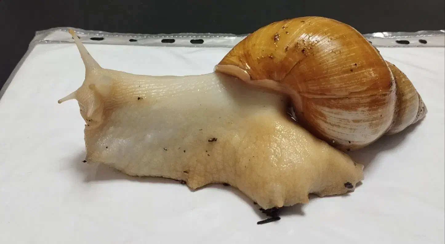 حلزون بالغ و تخم گذار|خزنده|پاکدشت, پاکدشت (مامازند)|دیوار