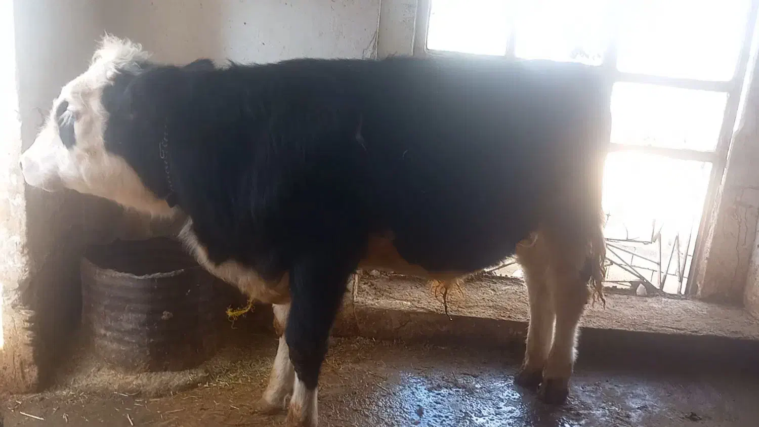 گوساله سیمینتال ۹ ماهه ۲۶۰ کیلو|حیوانات مزرعه|ویسیان, |دیوار