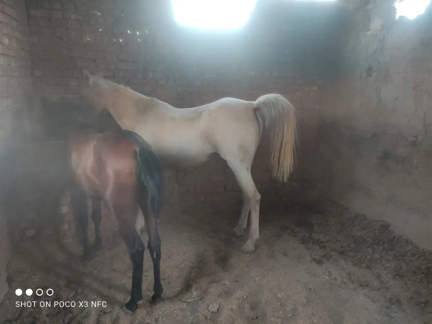 مادیان|اسب و تجهیزات اسب‌سواری|رفسنجان, |دیوار