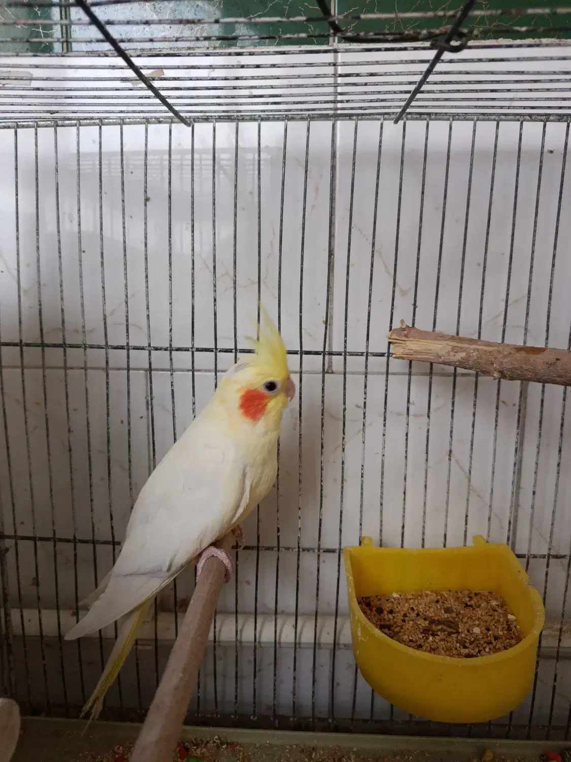 پرنده عروس|پرنده|تربتحیدریه, میدان مرکزی|دیوار