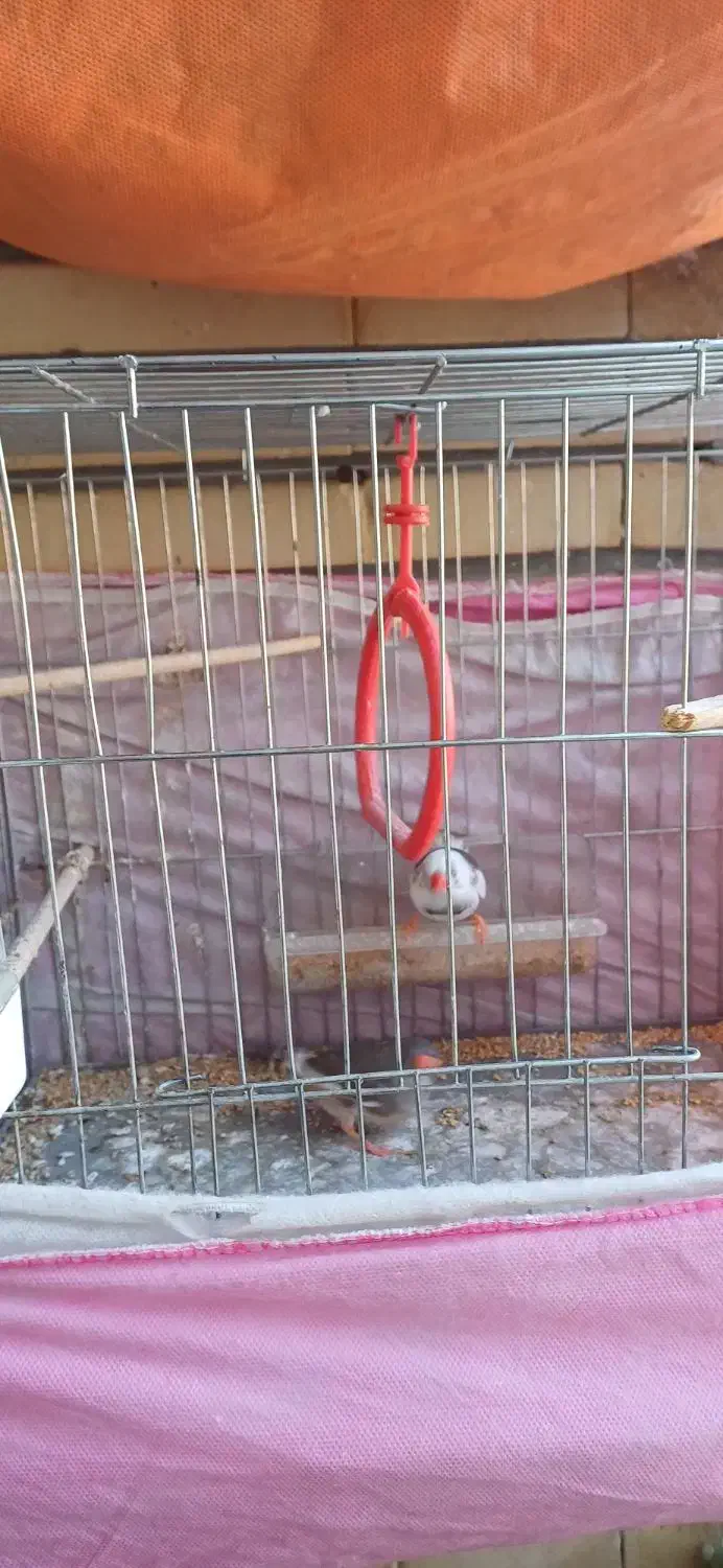 پرنده|پرنده|فردیس, فردیس|دیوار