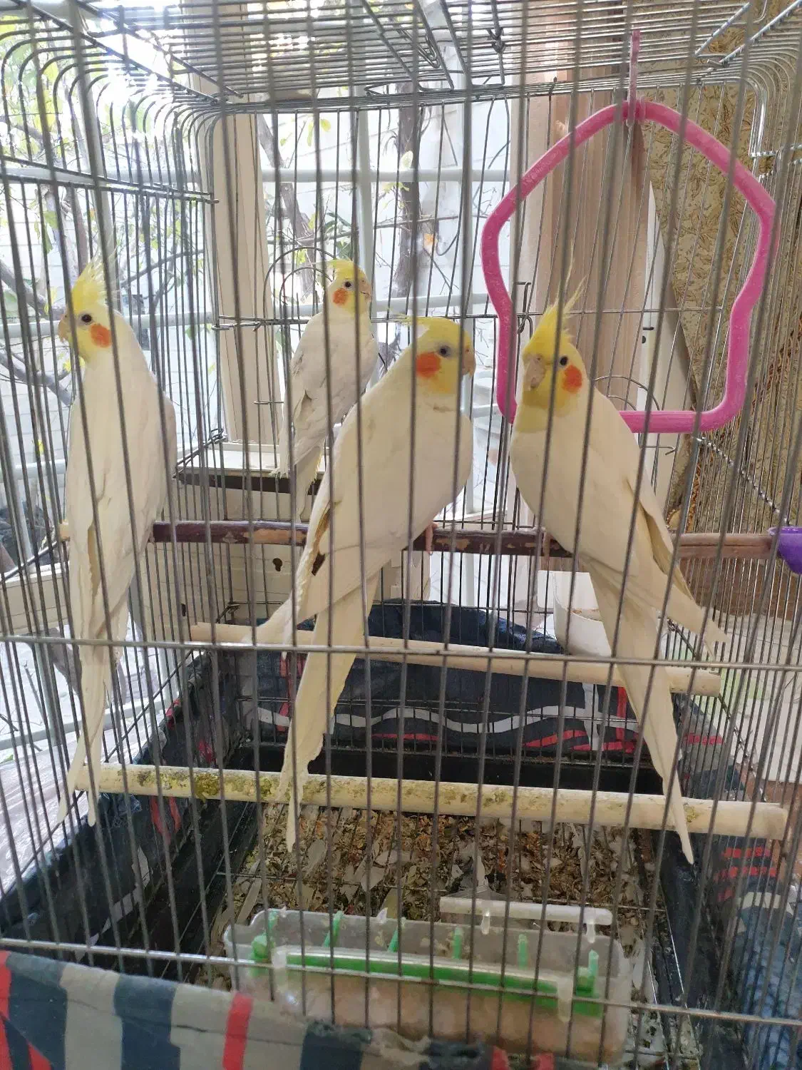 عروس هلندی|پرنده|مراغه, |دیوار