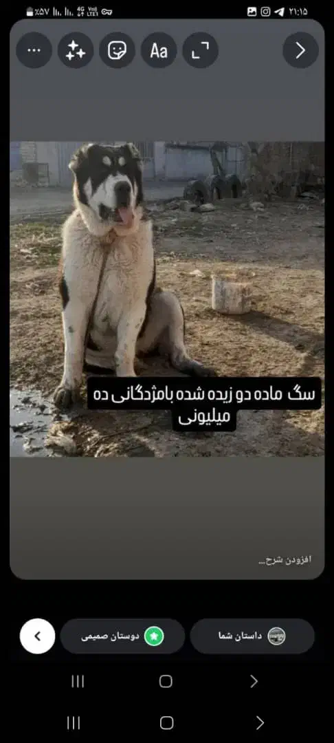 سگ دزدیده شده|سگ|گمیشان, |دیوار