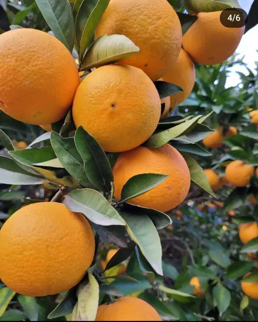 فروش پرتقال خونی|خوردنی و آشامیدنی|هچیرود, |دیوار