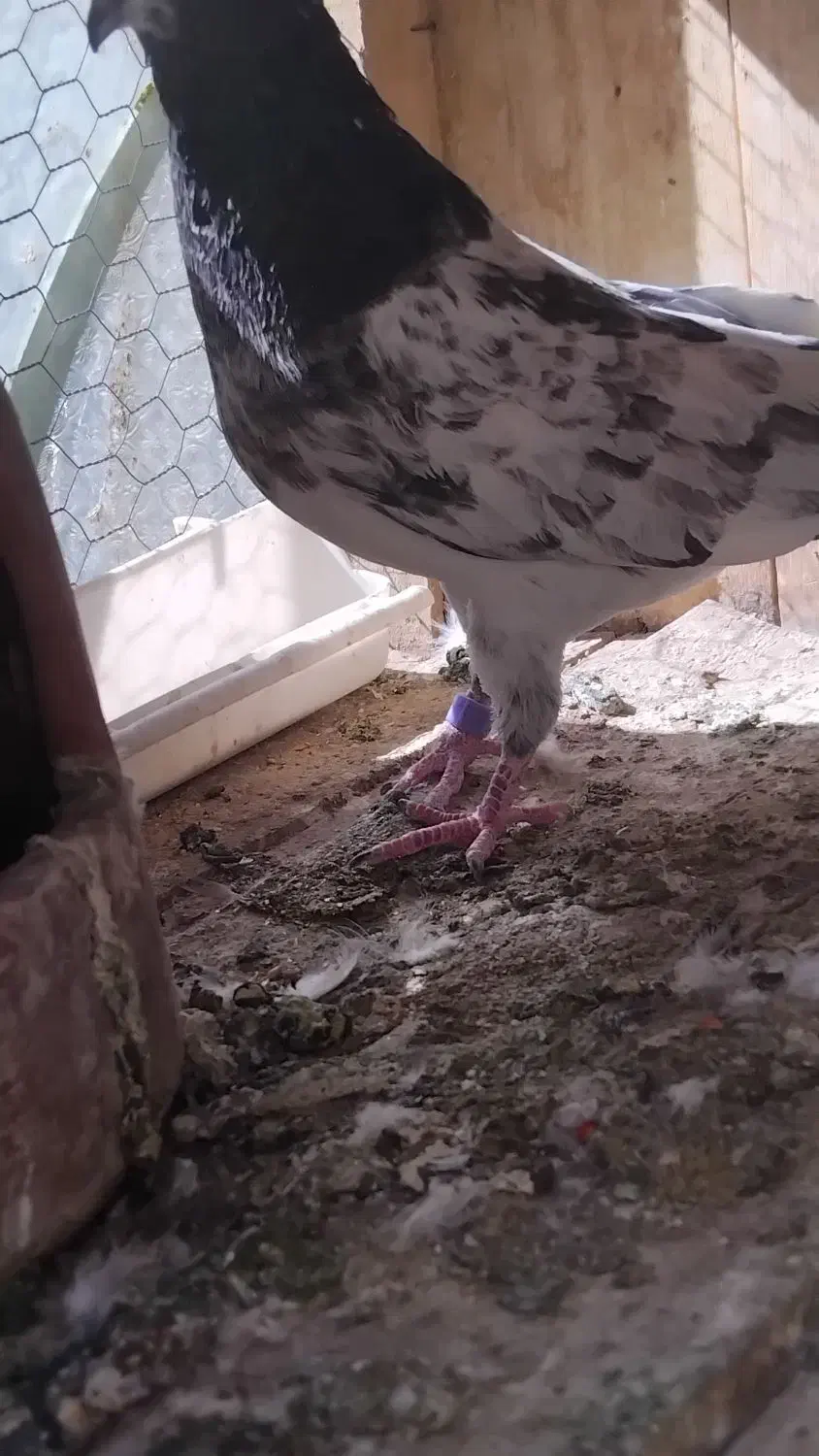 کفترتیدی اصلی|پرنده|قم, الوندیه و گذر صادق|دیوار