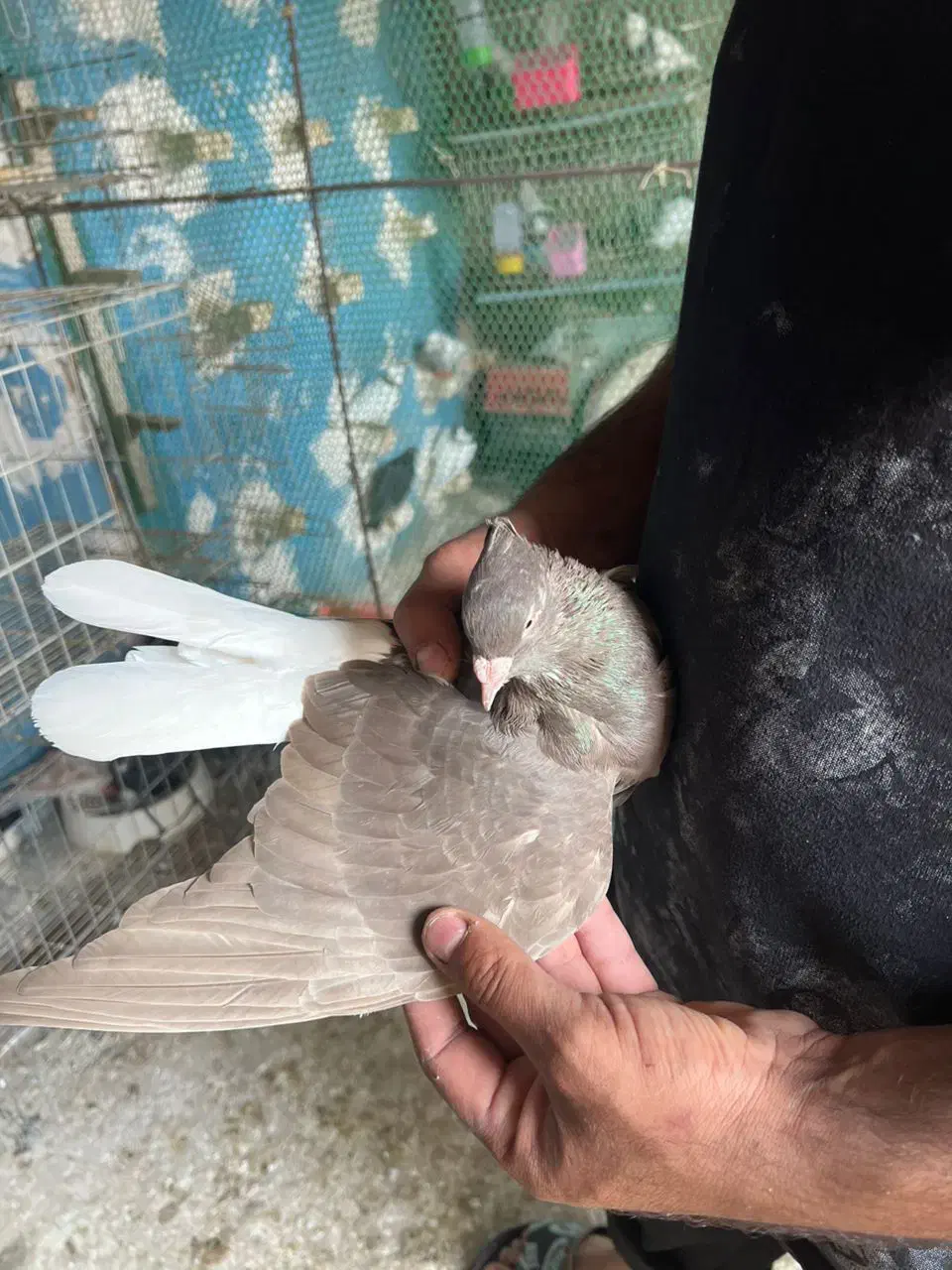 دم سفید|پرنده|شوش, |دیوار