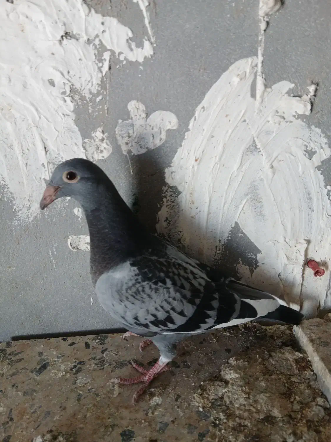 کبوتر|پرنده|شیراز, گویم|دیوار